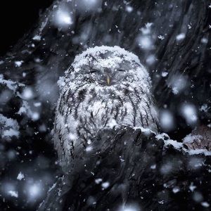 Meet your Posher, Veronica